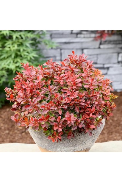 Барбарис ’Ruby Star’